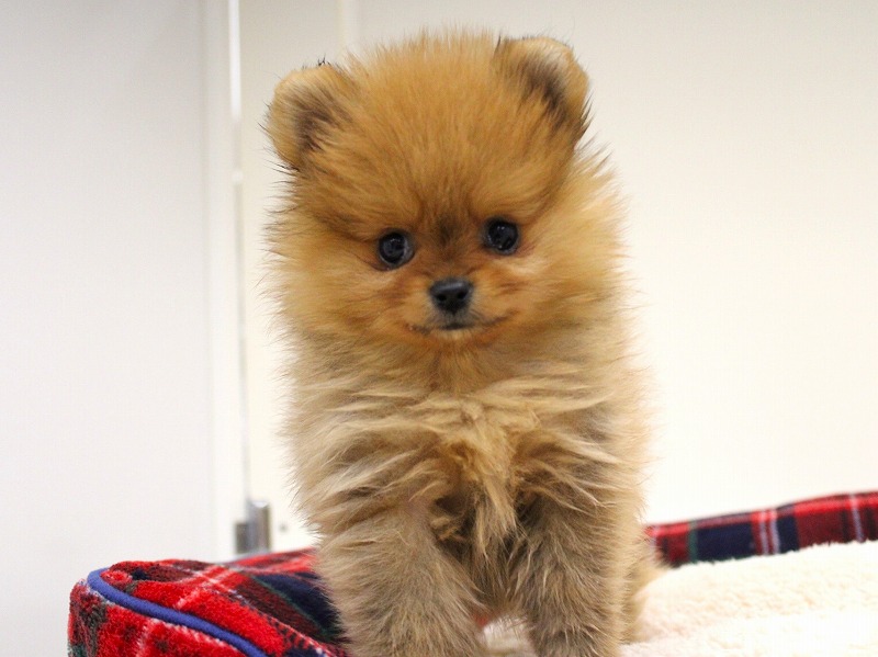 ポメラニアン25-1226