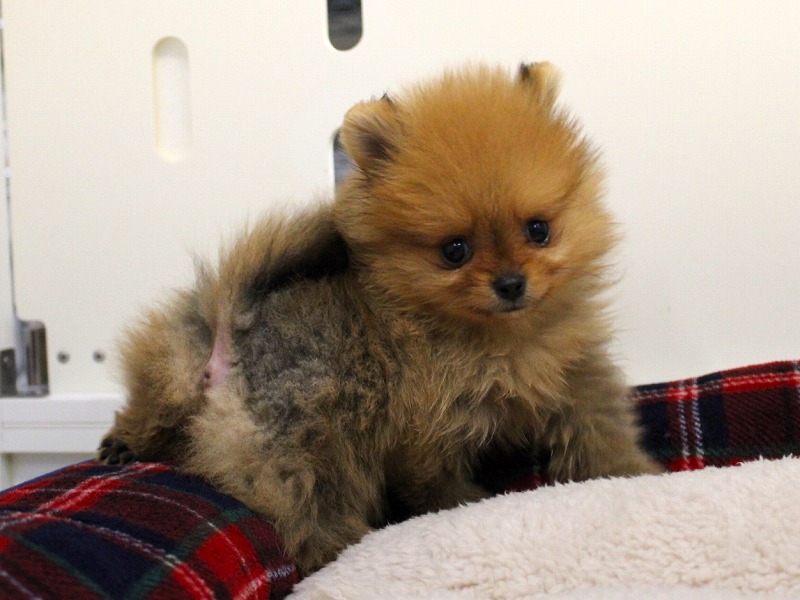 ポメラニアン25-1226