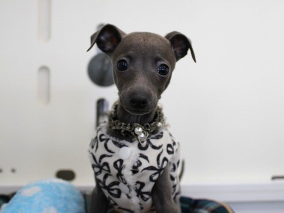 イタリアングレーハウンド25-1253