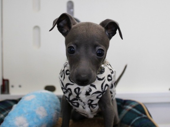 イタリアングレーハウンド25-1253