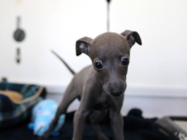 イタリアングレーハウンド25-1253