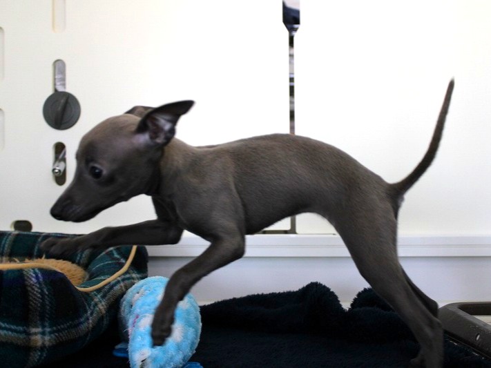 イタリアングレーハウンド25-1253