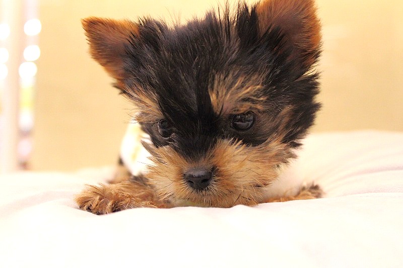 ヨークシャーテリア25-1309