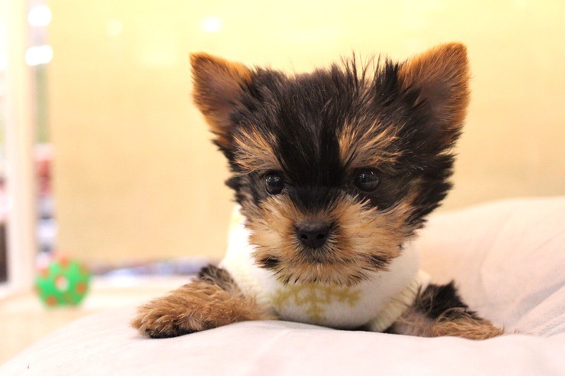 ヨークシャーテリア25-1309