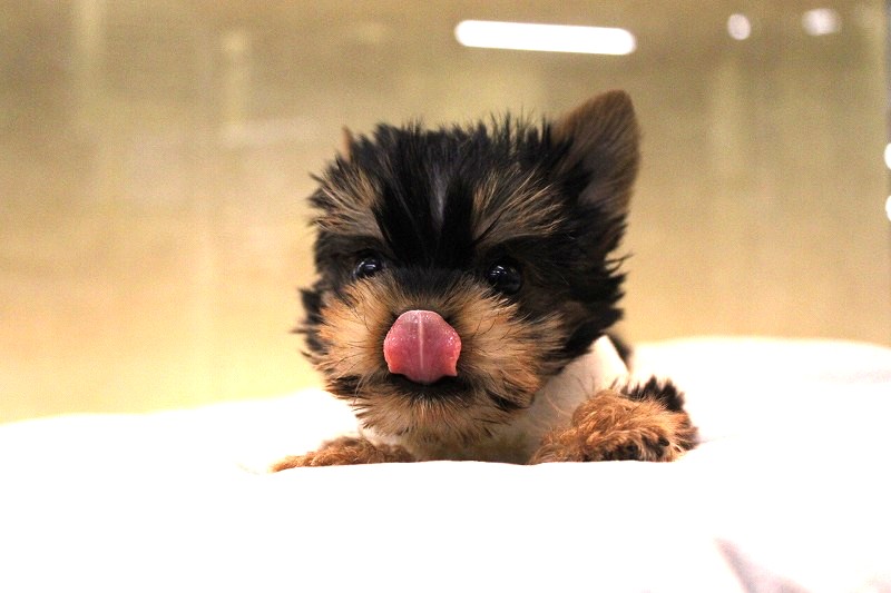 ヨークシャーテリア25-1309