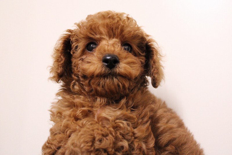 トイプードル25-1283