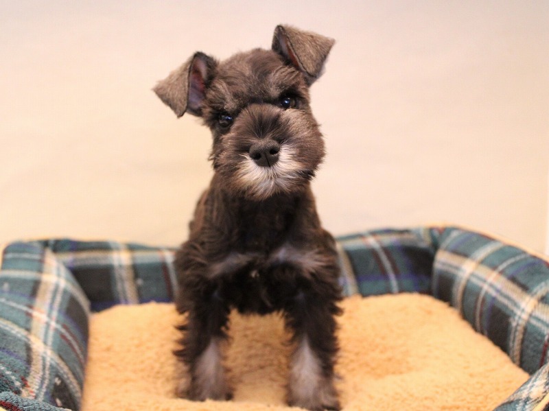 25-1328ミニチュアシュナウザー