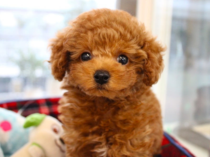 トイプードル25-1316