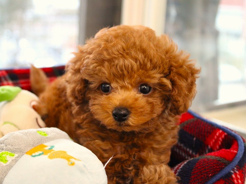 トイプードル25-1316