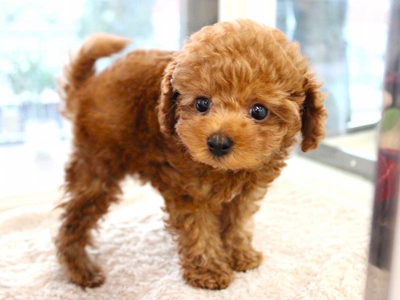 トイプードル25-1316