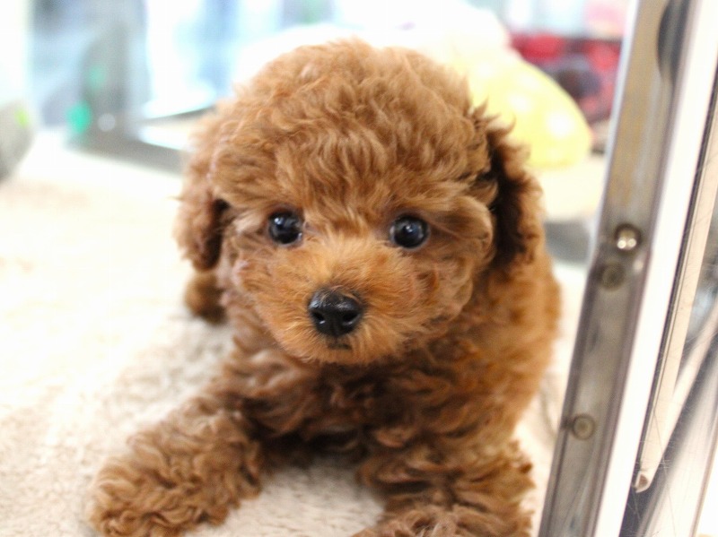 トイプードル25-1316