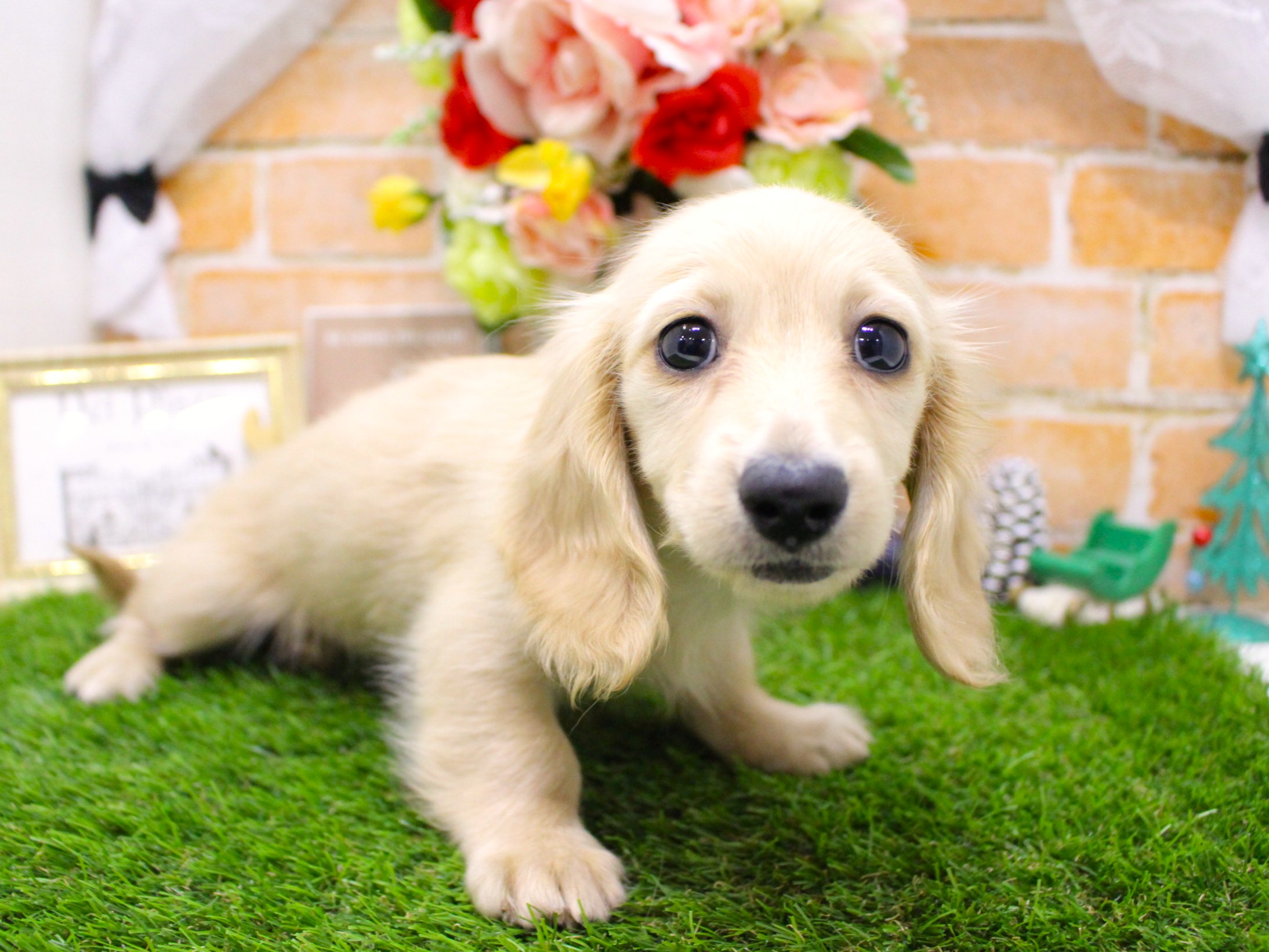 ミニュチュアダックスフント25-1245