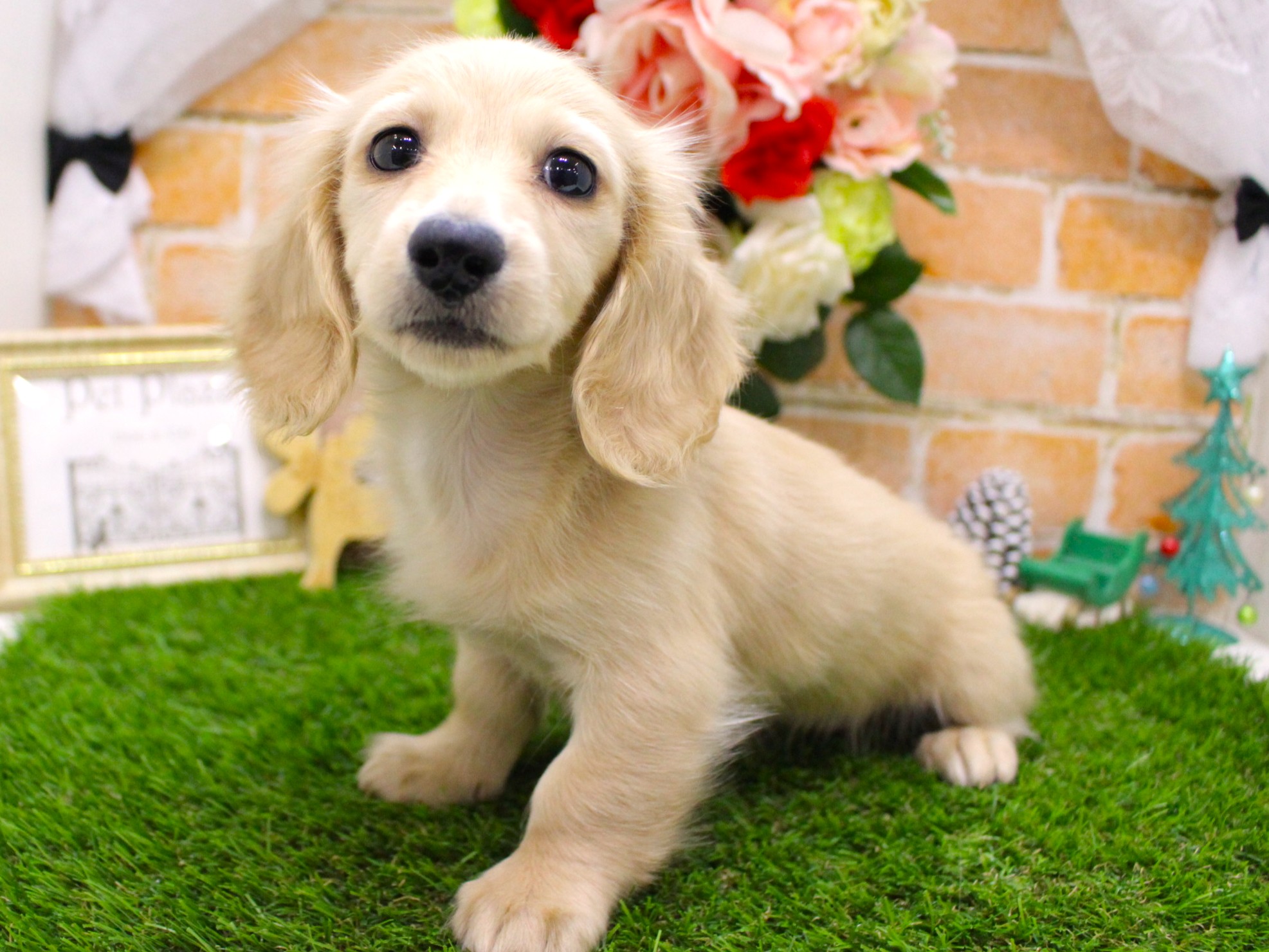 ミニュチュアダックスフント25-1245