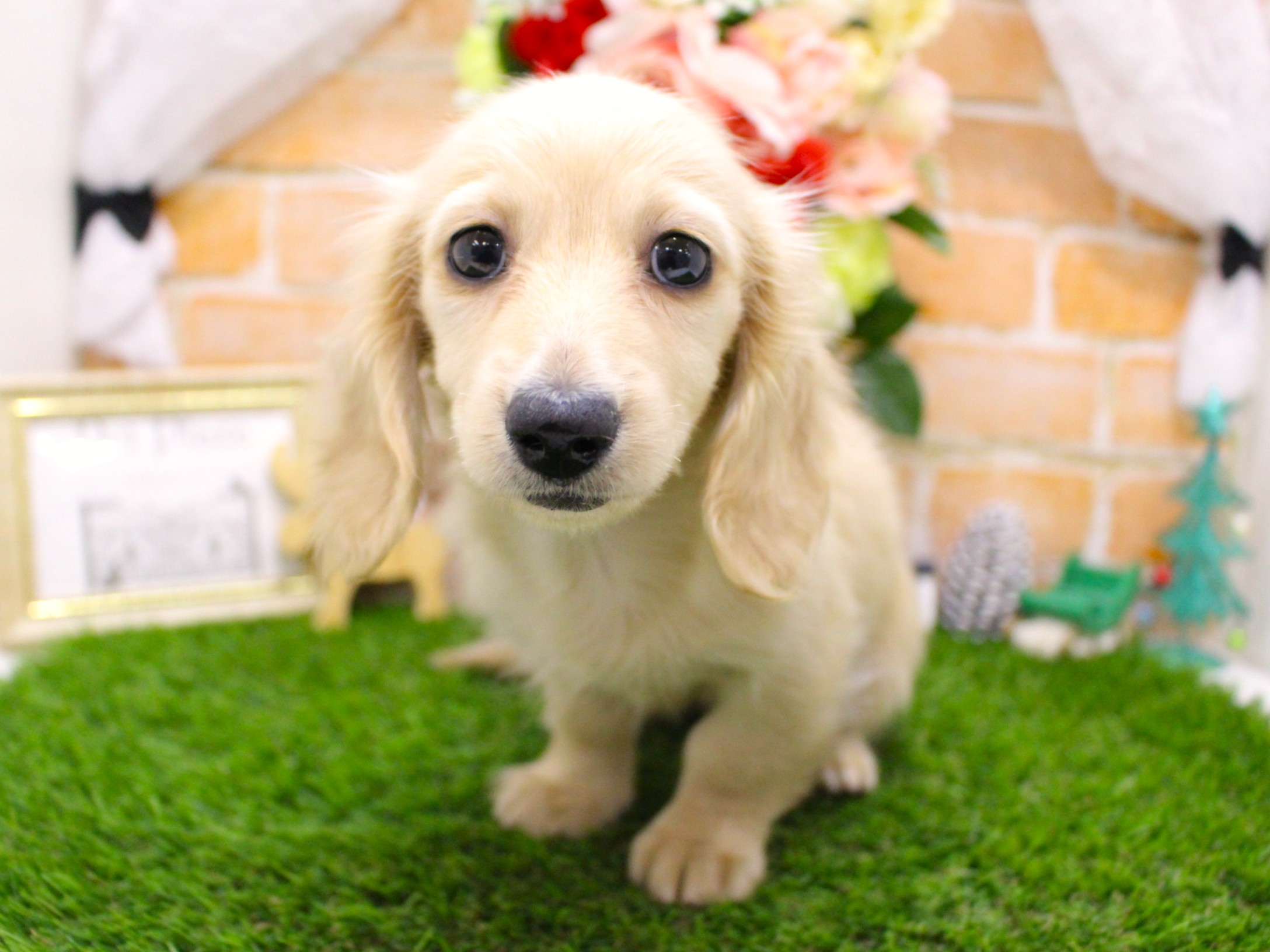 ミニュチュアダックスフント25-1245