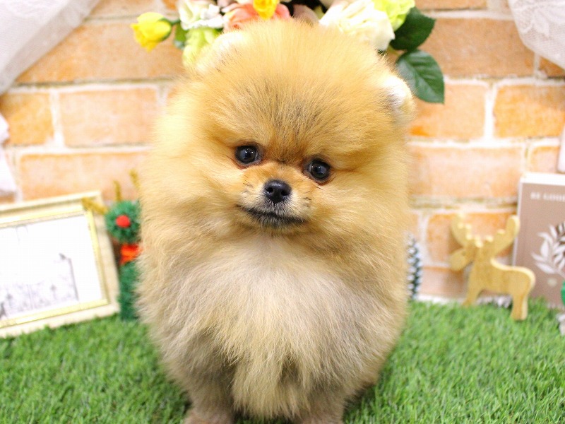 ポメラニアン25-1273