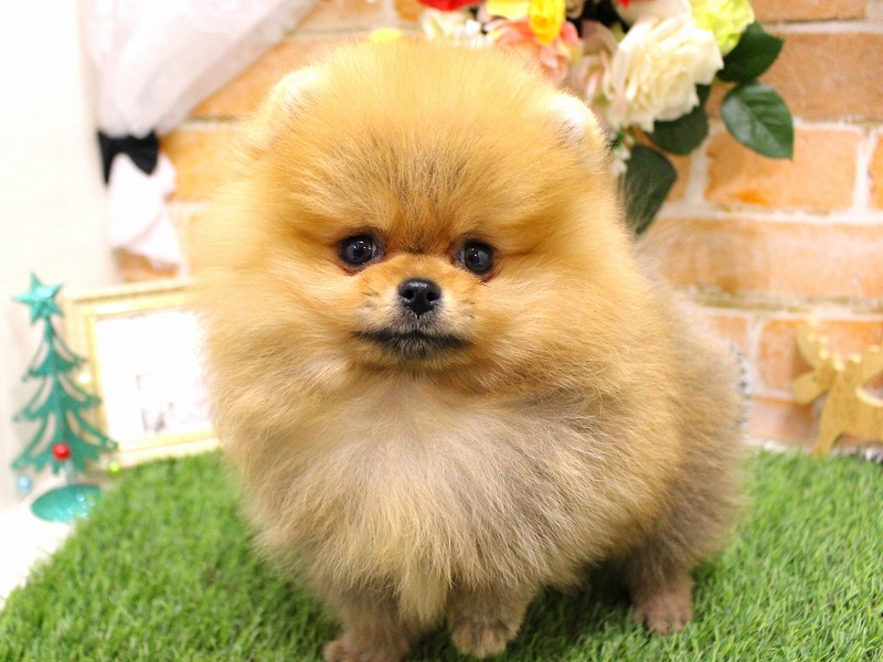 ポメラニアン25-1273