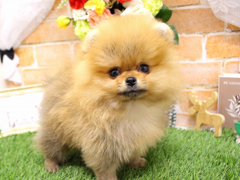 ポメラニアン25-1273