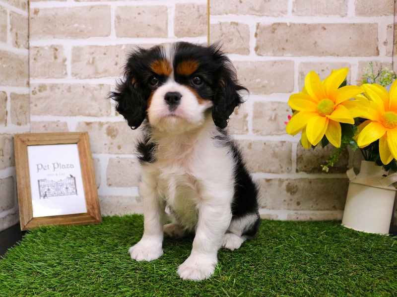 キャバリアキングチャールズスパニエル25-1241