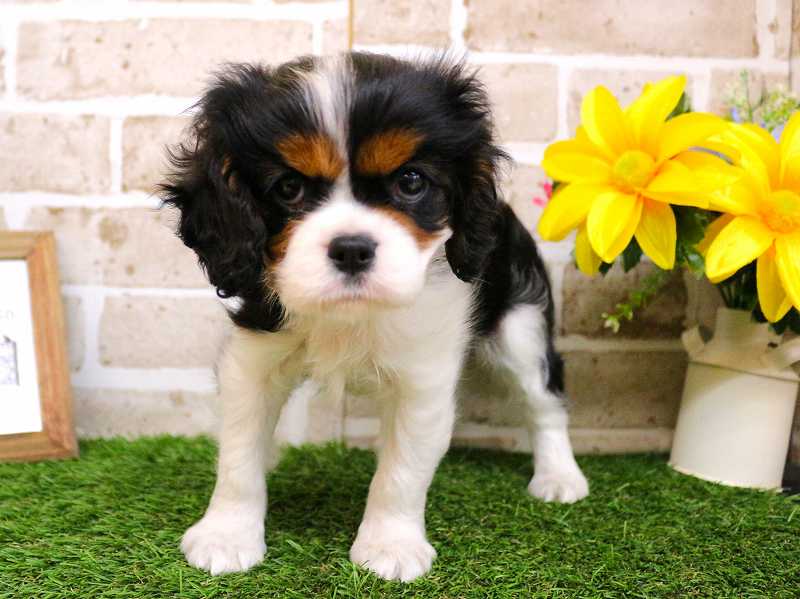 キャバリアキングチャールズスパニエル25-1241