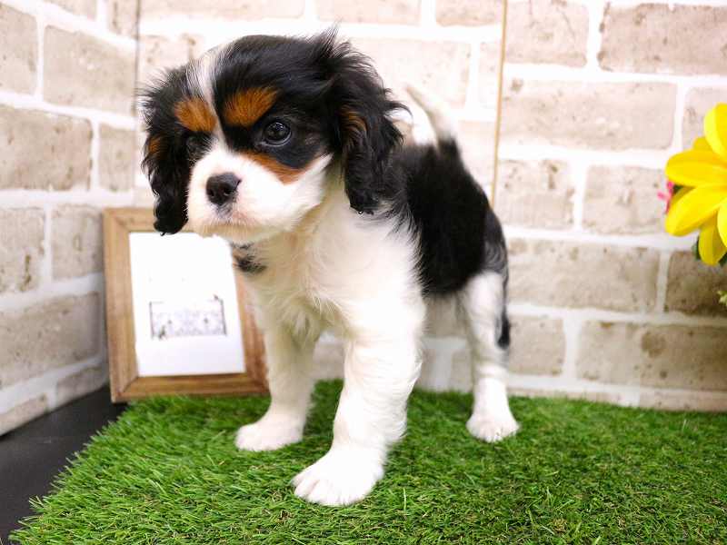 キャバリアキングチャールズスパニエル25-1241