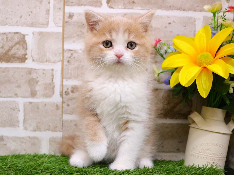 スコティッシュストレート25-1247