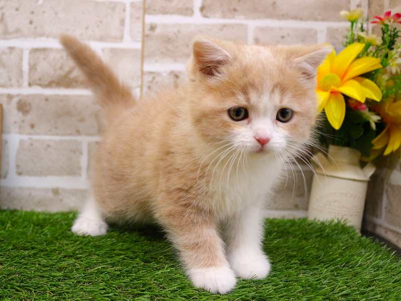 スコティッシュストレート25-1247