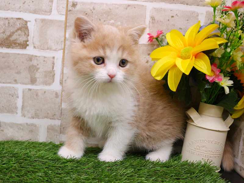 スコティッシュストレート25-1247