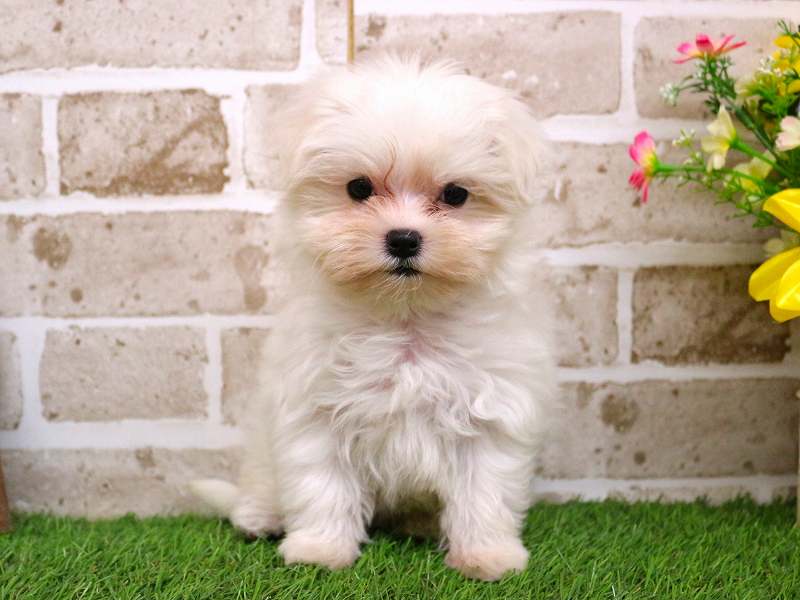 マルチーズ25-1235