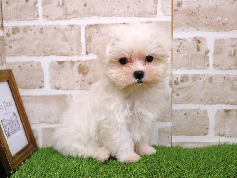 マルチーズ25-1235