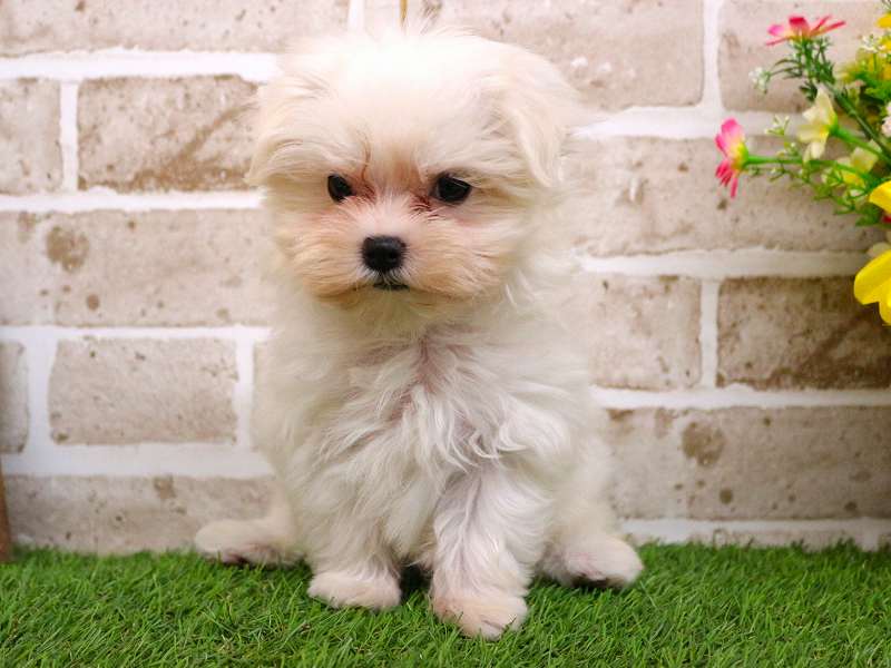 マルチーズ25-1235