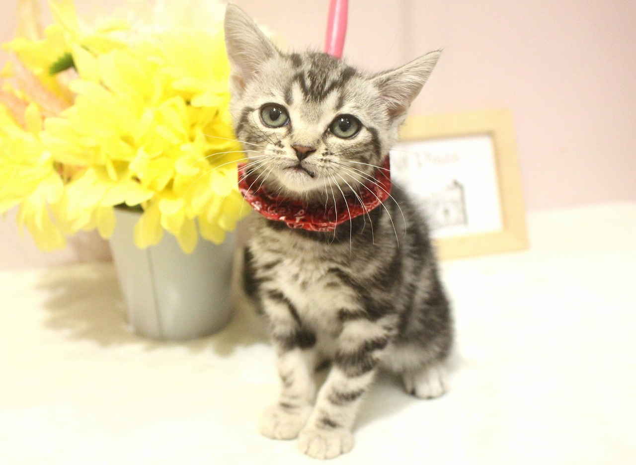 アメリカンショートヘア25-1239