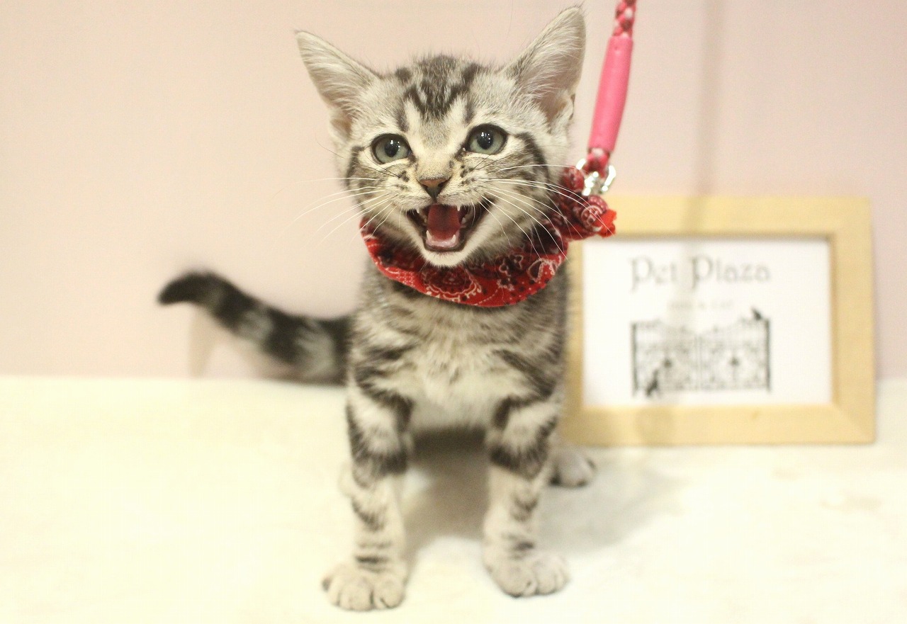 アメリカンショートヘア25-1239