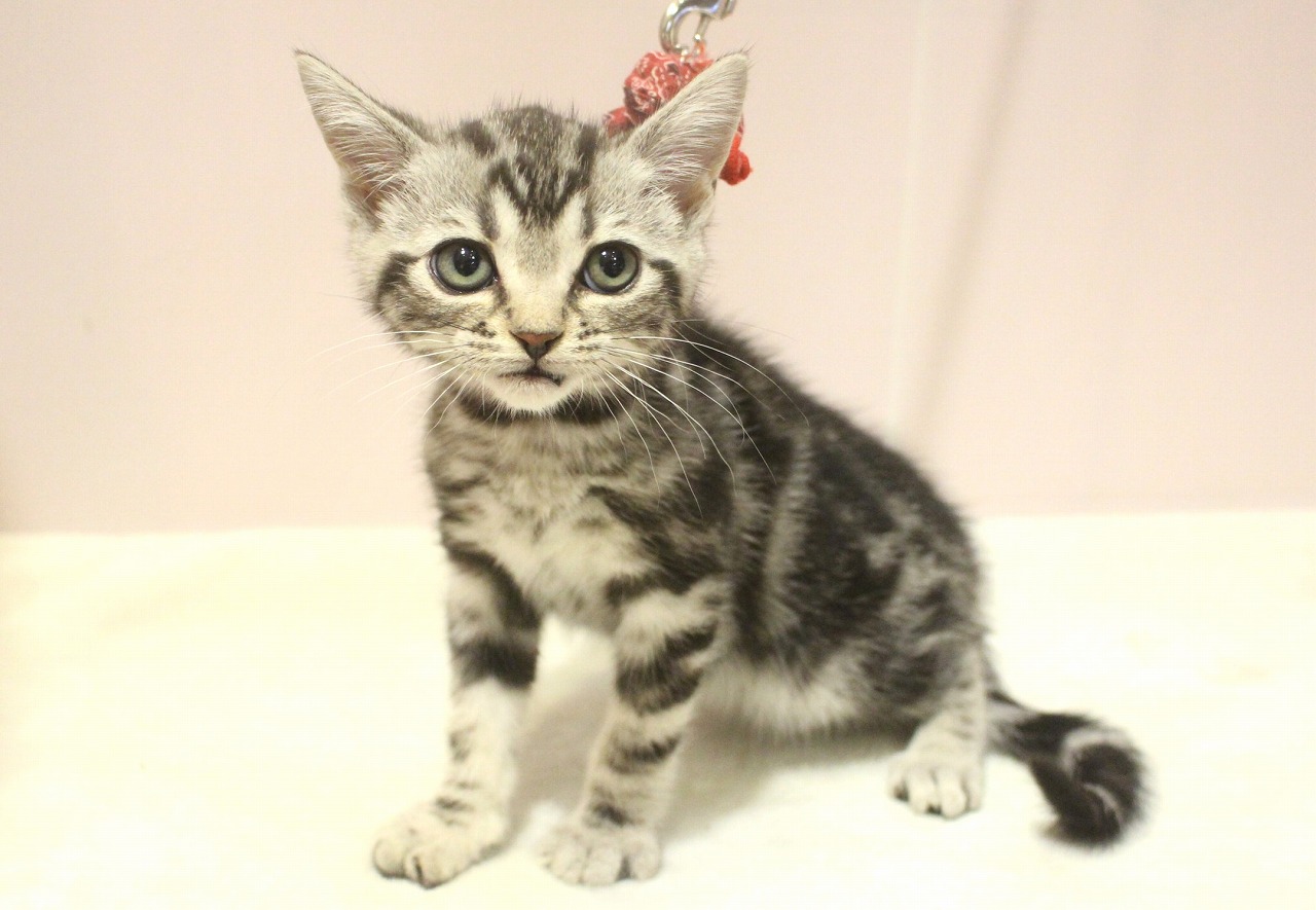 アメリカンショートヘア25-1239