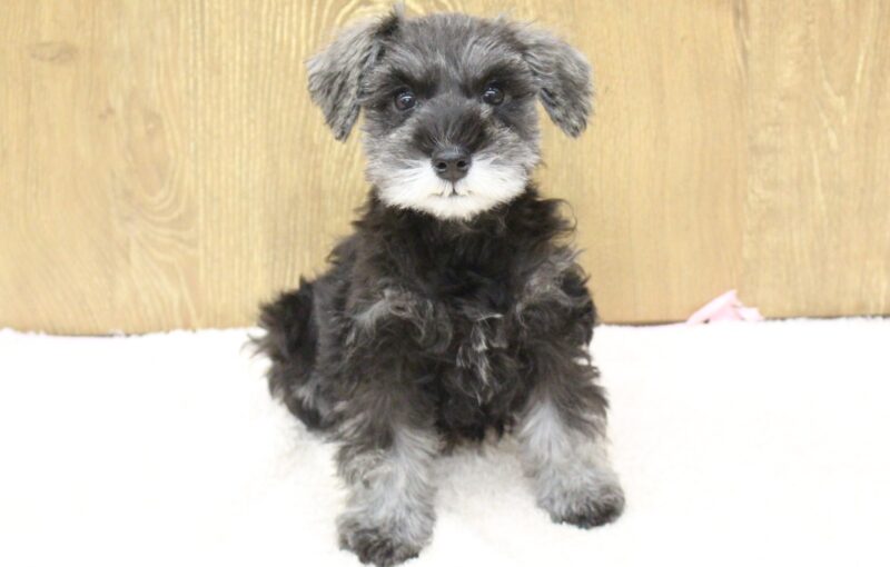 ミニチュアシュナウザー25-1335