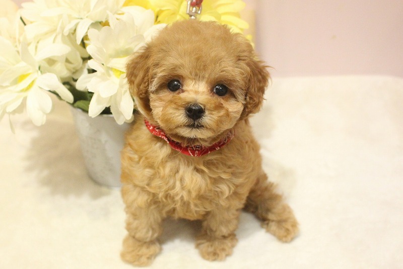 トイプードル25-1271