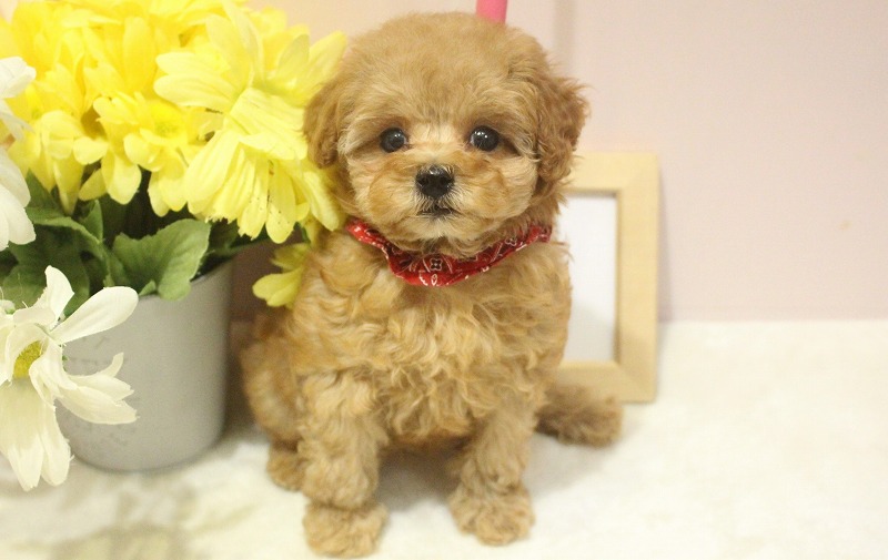 トイプードル25-1271