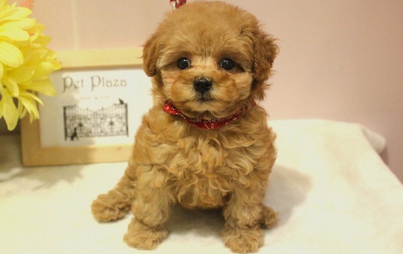 トイプードル25-1271