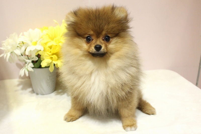 ポメラニアン25-1280