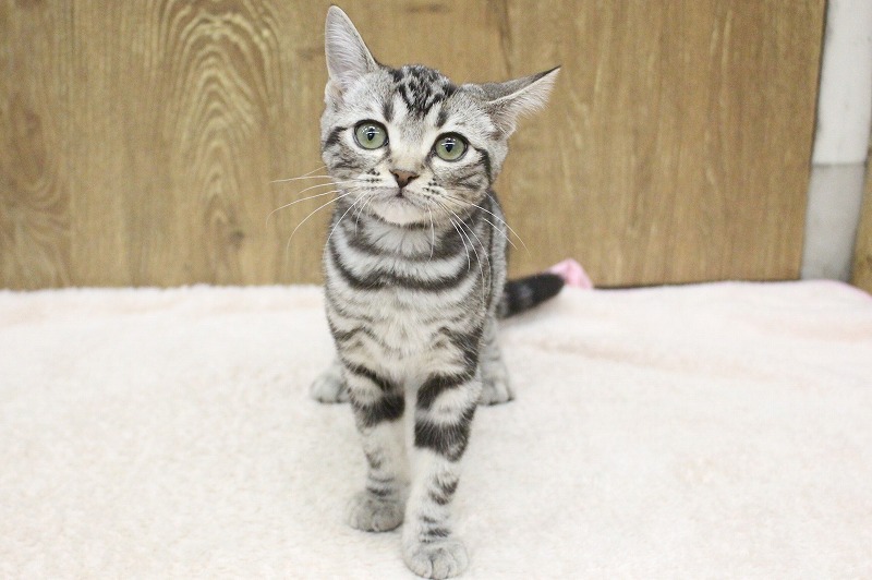 アメリカンショートヘア25-1239