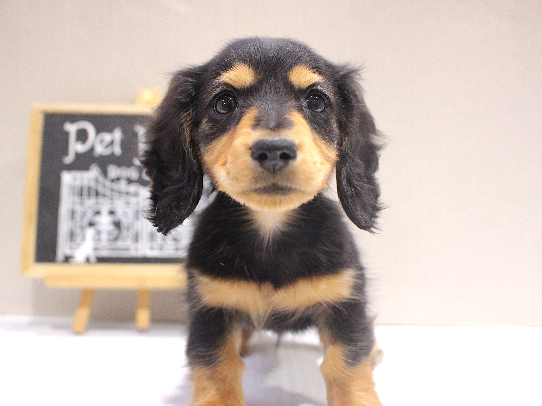 カニンヘンダックスフンド25-1252