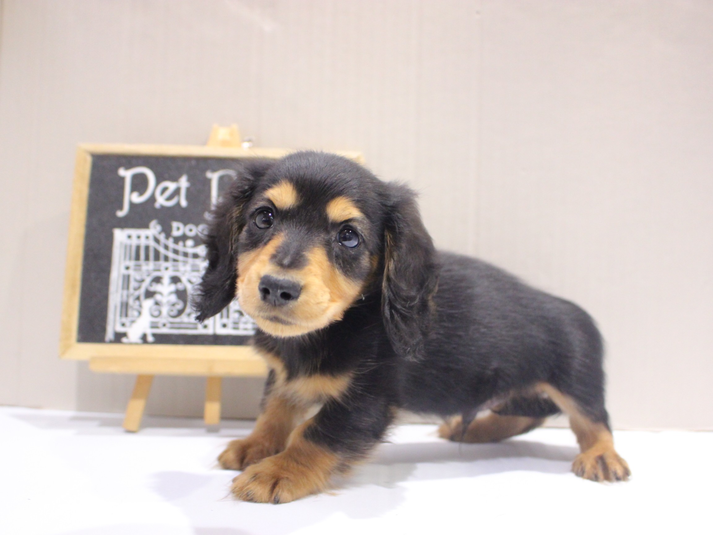 カニンヘンダックスフンド25-1252