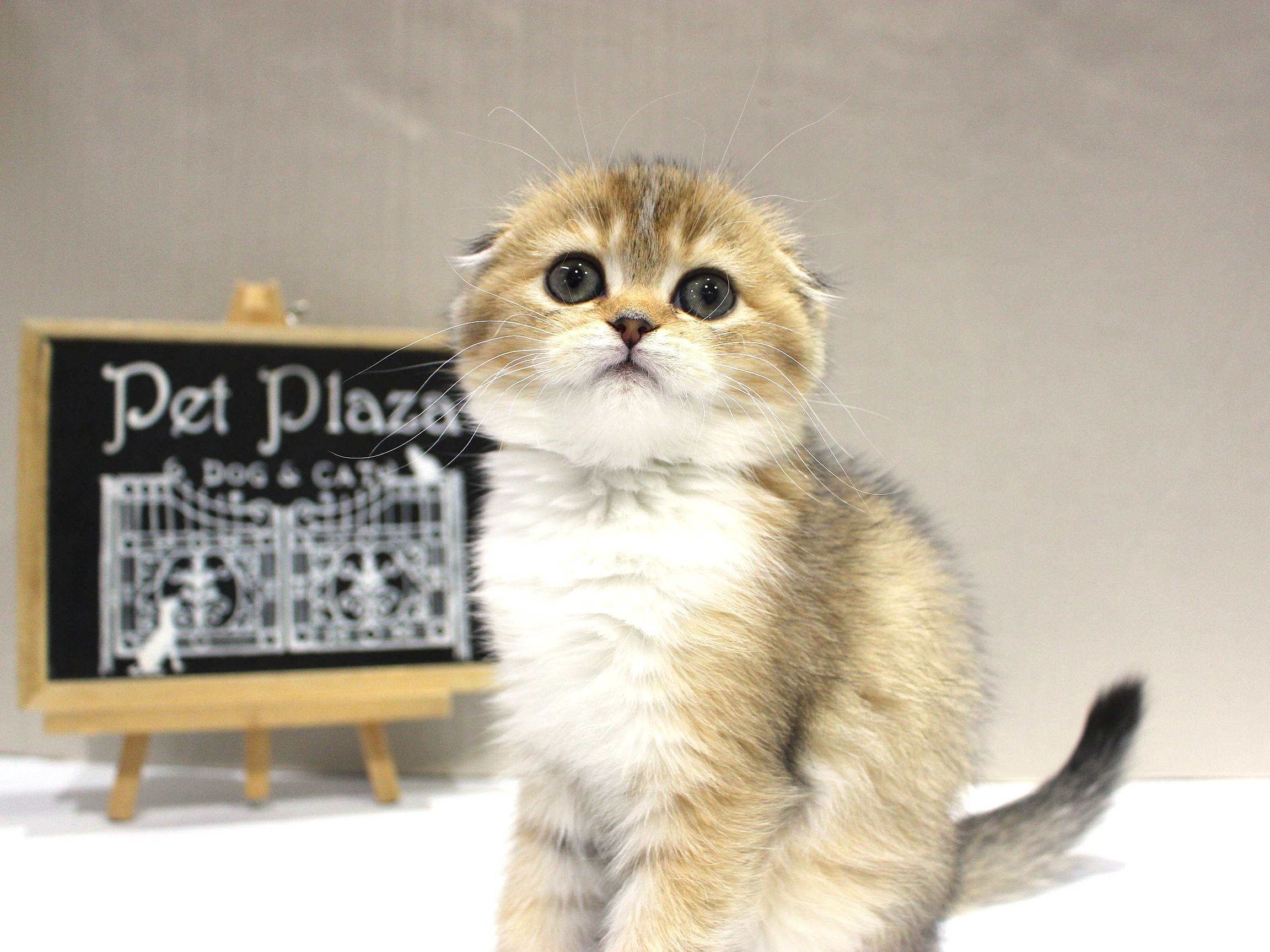 スコティシュフォールド25-1246