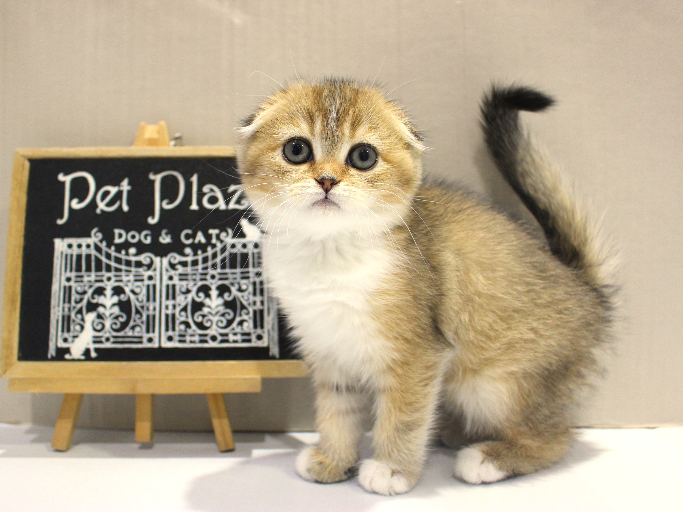 スコティシュフォールド25-1246