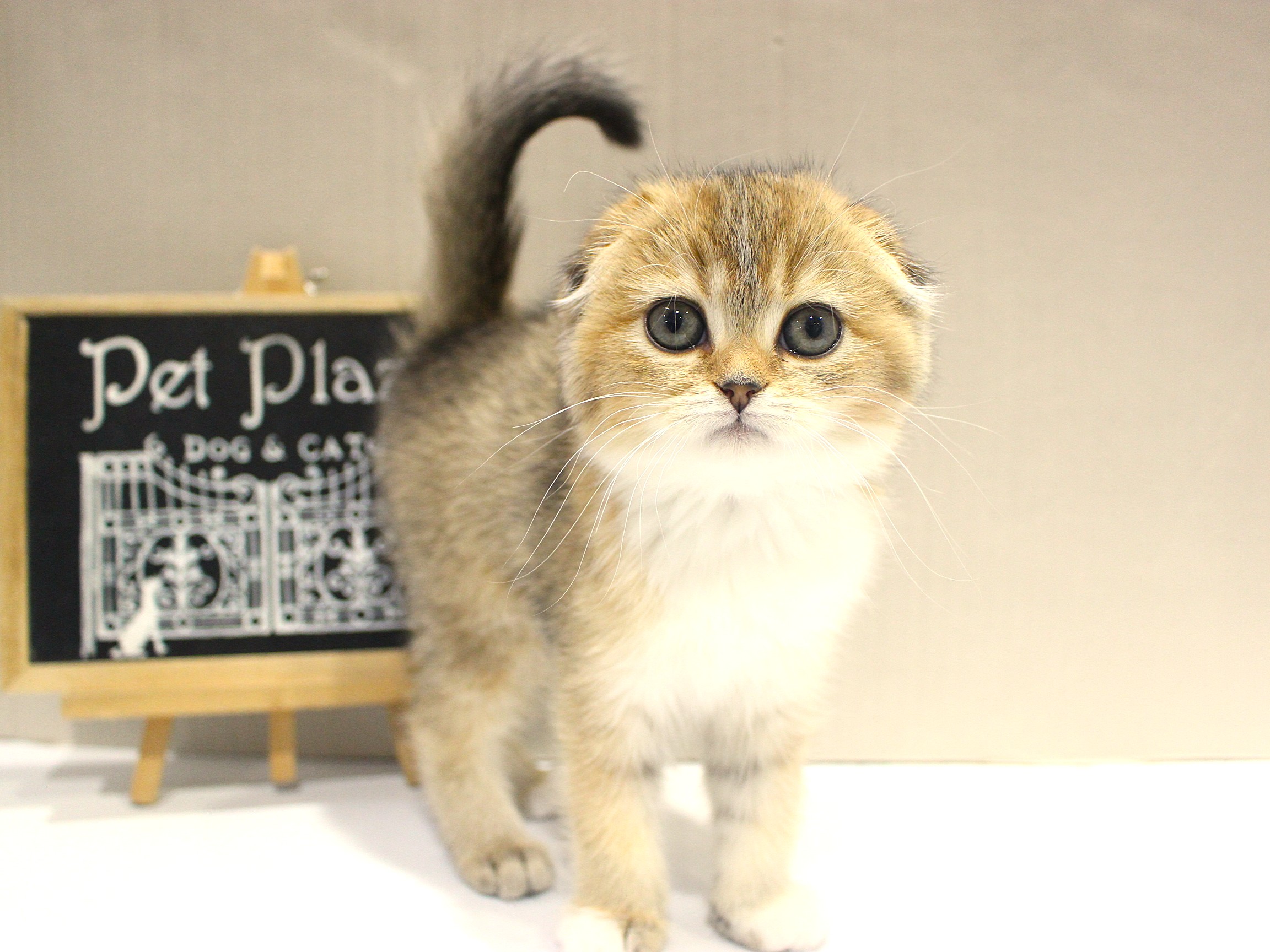 スコティシュフォールド25-1246