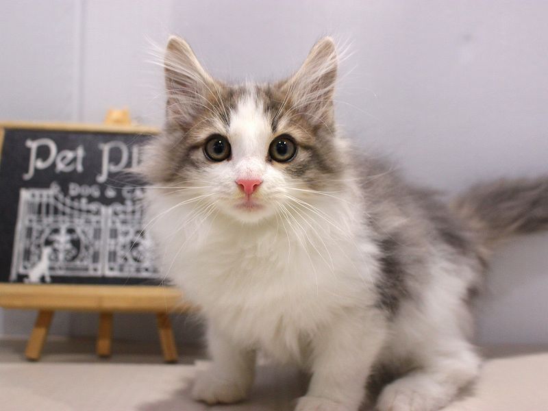 ノルウェージャンフォレストキャット25-1230