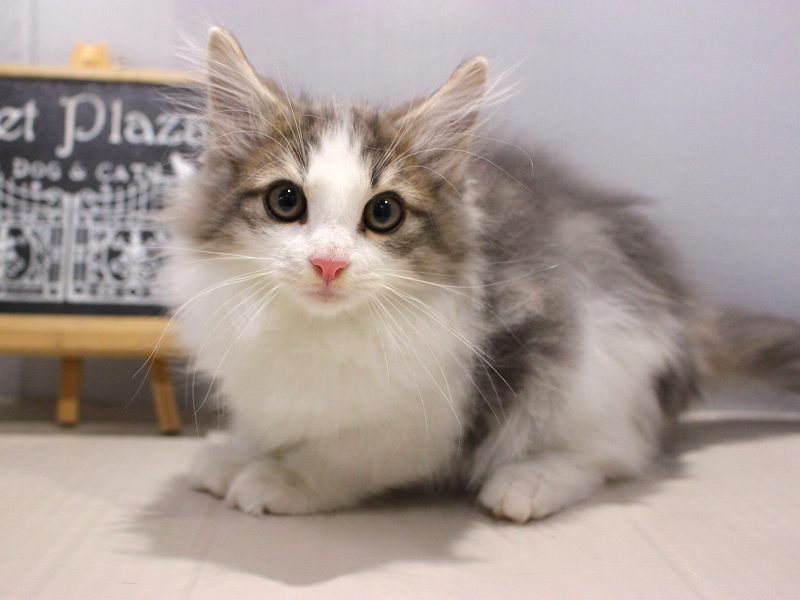 ノルウェージャンフォレストキャット25-1230