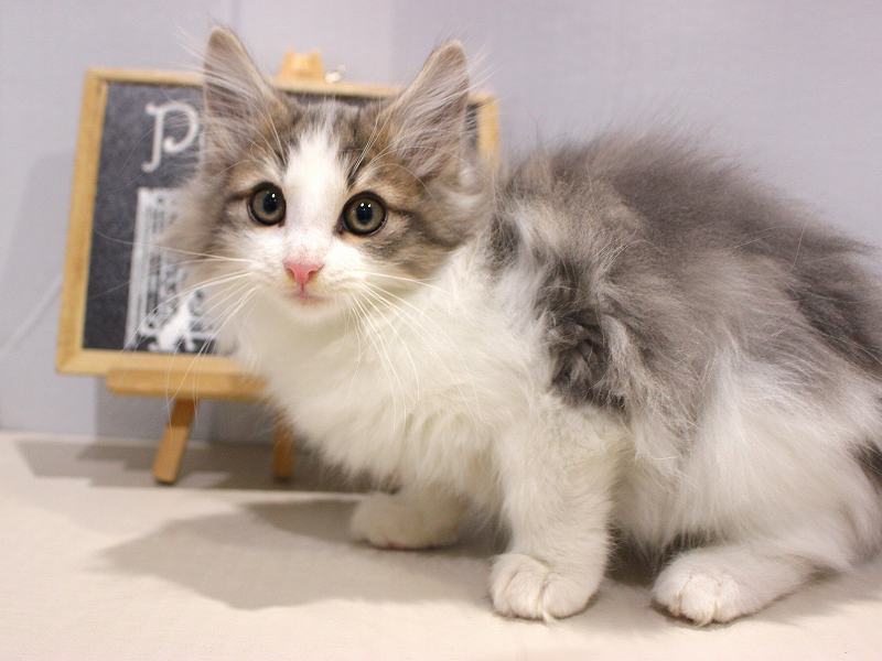 ノルウェージャンフォレストキャット25-1230