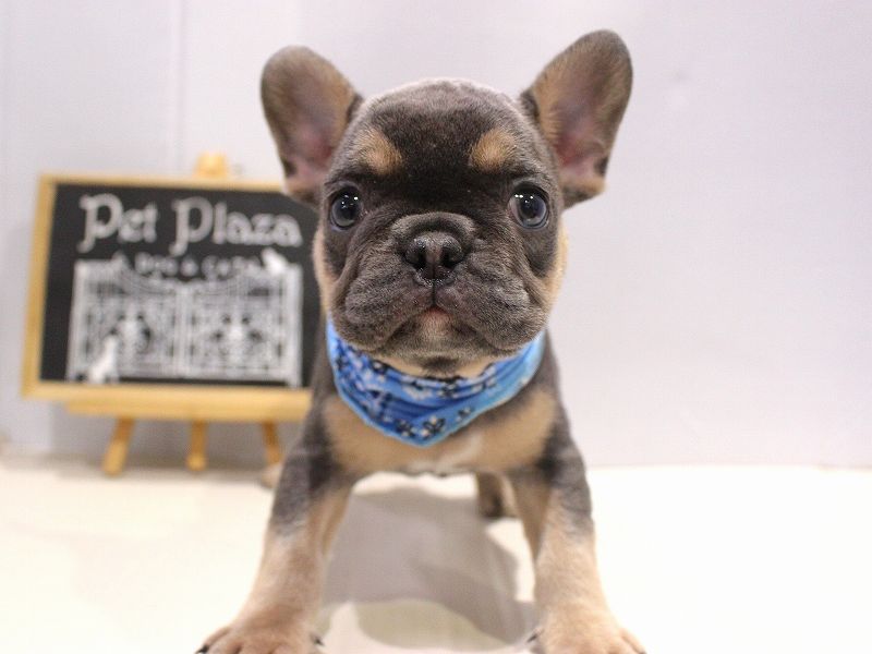 フレンチブルドッグ25-1222