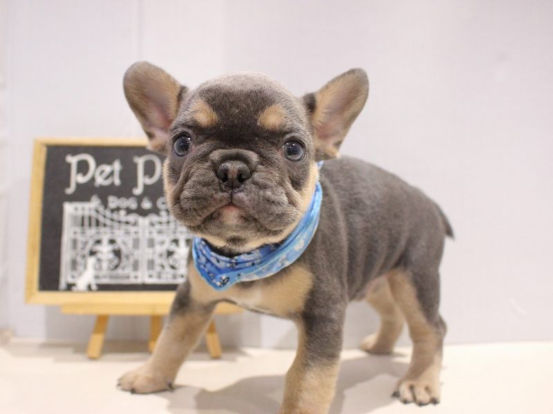 フレンチブルドッグ25-1222