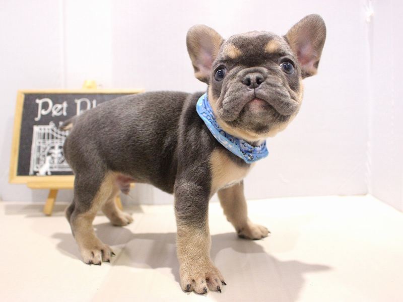 フレンチブルドッグ25-1222